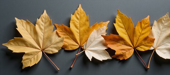 Display of golden and white autumn leaves on textured gray background highlights natural beauty and...