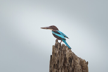 Kingfisher Sri Lanka