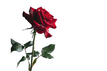 Classic Red Rose with Soft Velvety Petals in Full Bloom isolated on transparent background