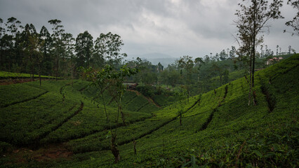 Naklejka premium Teepflanzen