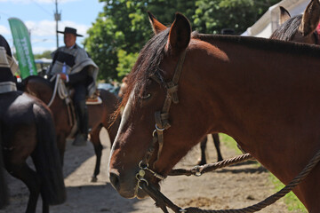 desfile de caballos en el campo