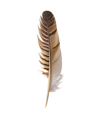 feather on white background