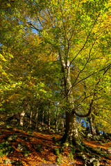 Autumn foliage on trees in forest