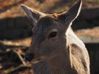 Close up photo of deer in Nara