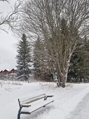 A lone bench rests quietly amid a snowy landscape, surrounded by frosted trees. Soft snow blankets the ground, creating a serene winter scene that invites contemplation and peace in nature.