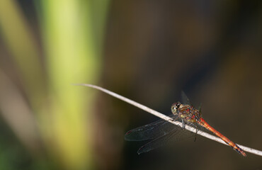 Close-up of a red dragonfly sitting on a branch. The insect is looking at bright lights rising upwards.