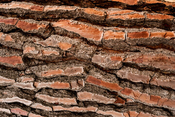 Pinus Pinaster Tree Bark texture. Close up. Copy space.