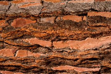Pinus Pinaster Tree Bark texture. Close up. Copy space.