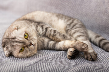 Gray scottish fold posing on gray couch