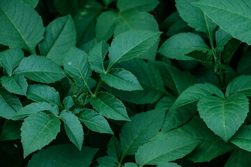 Nature leaves, green tropical forest, background concept, yard plants