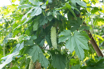 Green vegetable bitter melon