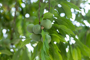 Plum fruit on a branch