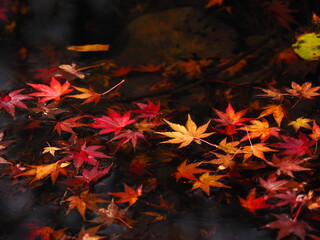 The red maple leaves on the water