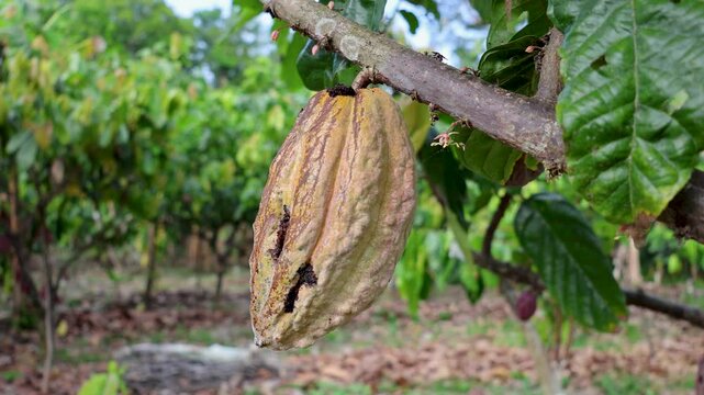 Cocoa pod on the tree, Venezuela