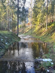 Mountain river in the Carpathian forest, green spruces