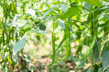 Green vegetables and green peppers