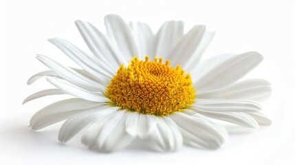 Fototapeta premium A lovely daisy flower, isolated on a white background