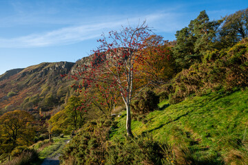 Autumn trees in mountainous terrain
