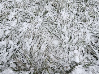 Snow covering grass in winter field