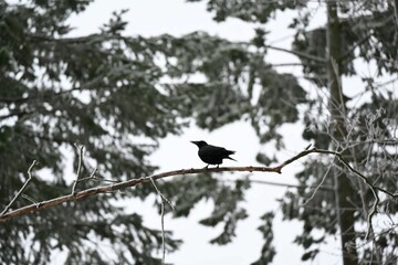 blackbird on a branch