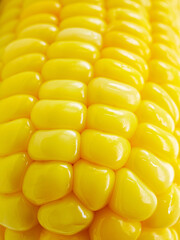 Close-up fresh ripe bright yellow corn  kernels, macro