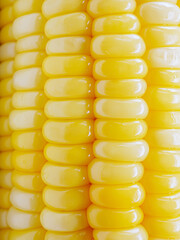 Close-up fresh ripe bright yellow corn  kernels, macro