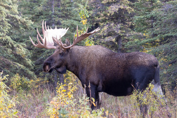 Alaska Yukon Bull Moose in Autumn in Denali National Park Alaska