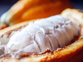 Close-up of white fresh cocoa seed on ripe cacao pod and  yellow cacao fruit