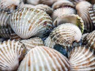 Close up of Cockle shell , abstrac cockling background cockles, fresh food