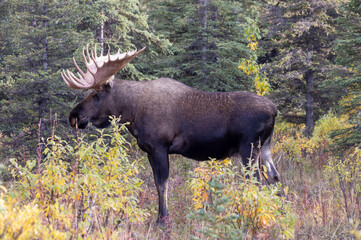 Fototapeta premium Alaska Yukon Bull Moose in Autumn in Denali National Park Alaska