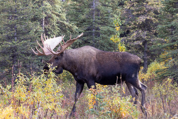 Alaska Yukon Bull Moose in Autumn in Denali National Park Alaska