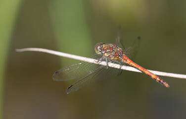 Close-up of a red dragonfly sitting on a branch. The insect away from the viewer. There is space for text