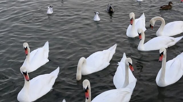 White swan on the water