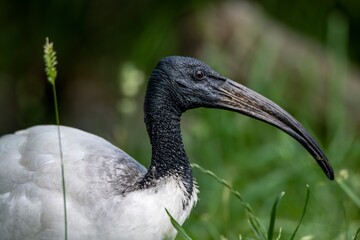 The African Sacred Ibis (Threskiornis aethiopicus).