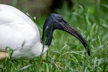 The African Sacred Ibis (Threskiornis aethiopicus).