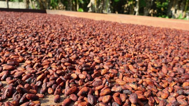 Sun-drying cocoa beans, Hacienda Santa Cruz, Bahia de Cata, Venezuela