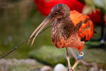 The Scarlet Ibis, sometimes called the Red Ibis (Eudocimus ruber).