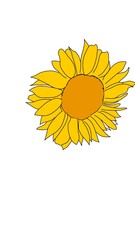 sunflower isolated on white