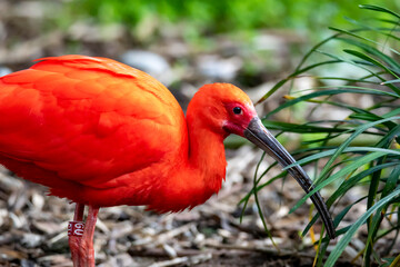 The Scarlet Ibis, sometimes called the Red Ibis (Eudocimus ruber).