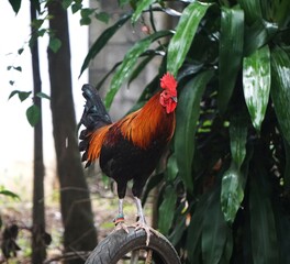 Kogut © Adam
