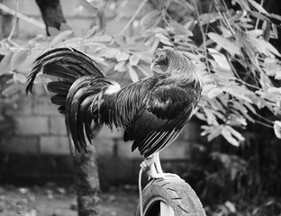 Czarno-białe zdjęcie koguta, ukazujące szczegóły jego piór i wyrazistą sylwetkę na neutralnym tle. Klasyczna, elegancka fotografia zwierzęcia. © Adam