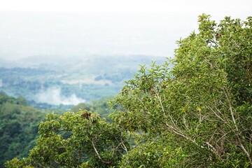 Jungla na Filipinach, gęsta roślinność i tropikalne drzewa, tworzące dziki i egzotyczny krajobraz. Miejsce pełne naturalnego piękna i różnorodności fauny. © Adam