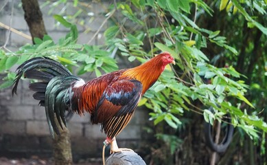 Kogut hodowany pod walki kogutów na Filipinach. Kolorowy kogut z bliskiej odległości.