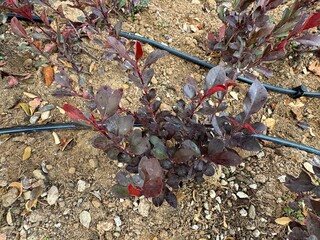 Fraser photinia, red tops (Photinia x fraseri), Vibrant red green leaves. close up Red tip photinia and Christmas berry, is rose family, Rosaceae. It is a hybrid between glabra and serratifolia.
