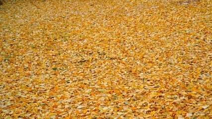 Golden ginkgo leaves piled on the ground