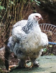 A well-built, muscular white chicken stands confidently against a neutral background, showcasing its impressive physique. The image captures the unique and humorous concept of strength and poultry com