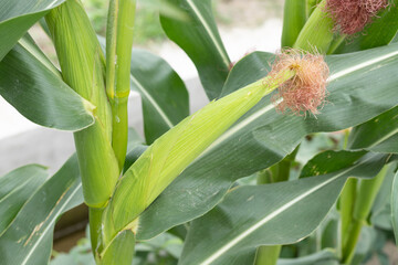 Obraz premium Corn crop