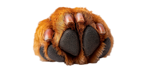 Close-up of dog paw isolated on transparent background