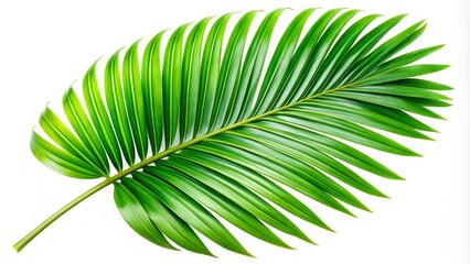 Obraz premium Lush Tropical Palm Leaf, Isolated Green Plant, White Background, Panoramic Photography, Exotic Foliage, Summer Greenery