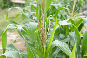 The corn crop on the farm